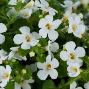 Bacopa Everest White_300x300_300x3004